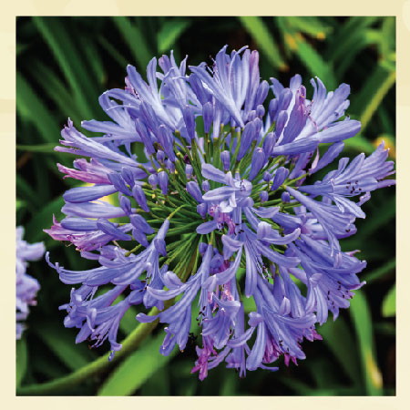 agapanthus-blue