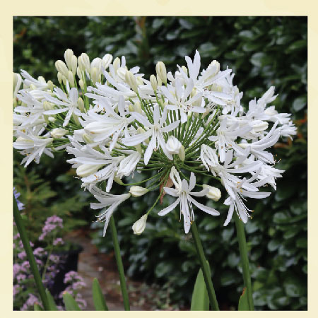 agapanthus