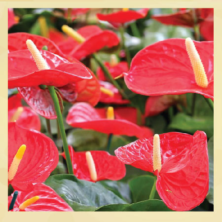 anthurium-2