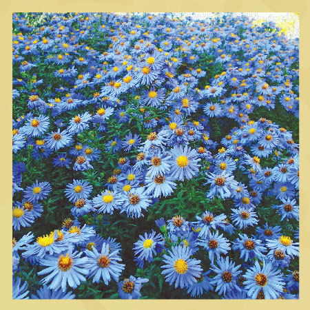 blue-daisy