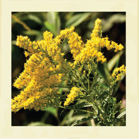 golden-rod