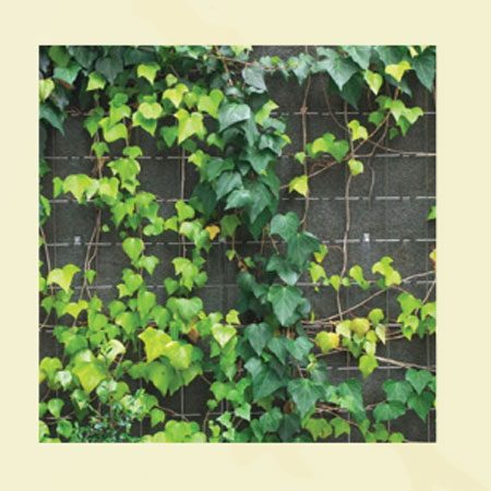 ivyleaves