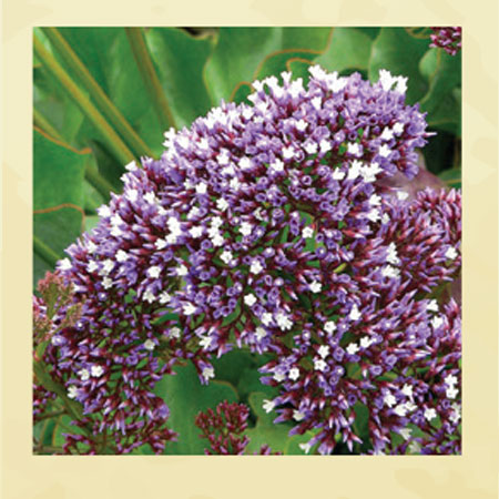 limonium