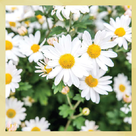 white-daisy