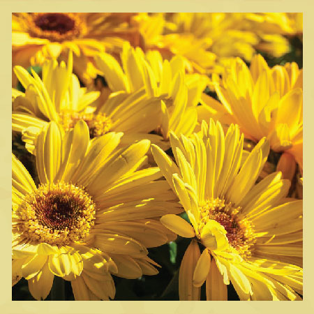 yellow-daisy